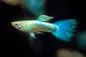 Preview: Guppy Männchen Arctic blue im Aquarium